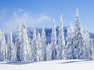 Snow covering fir trees, Mount Baker Snoqualmie National Forest, Washington State, USA