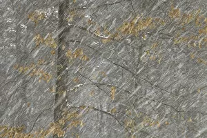 Images Dated 5th February 2011: Snow falling in decidous forest