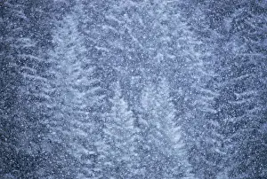 Generic Location Prints: Snow falling on evergreen trees, Alaska, USA
