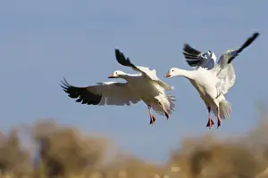 Midair Prints: Snow Geese (Anser caerulescens atlanticus)