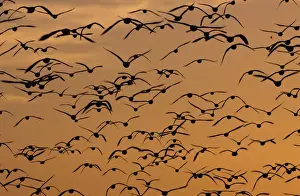 Snow geese, Bosque Del Apache National Wildlife Refuge, New Mexico, USA