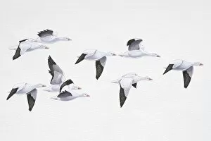 Nine Snow Geese (Chen caerulescens) flying in v-formation, side view