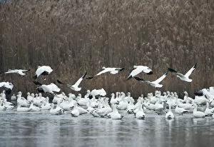 Images Dated 14th December 2015: Snow geese flock in salt marsh habitat
