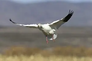 Snow Goose (Anser caerulescens atlanticus, Chen caerulescens) during landing, Bosque del Apache Wildlife Refuge, New Mexico, USA