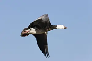 Goose Prints: Snow Goose (Anser caerulescens atlanticus)