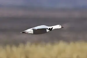 Midair Prints: Snow Goose (Anser caerulescens atlanticus)