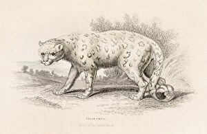 Images Dated 27th May 2015: The snow leopard engraving 1855