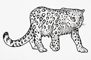 Images Dated 6th February 2007: Snow Leopard (Uncia uncia or Panthera uncia), stepping forward, showing patterning on coat