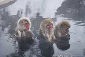 Images Dated 15th February 2017: Snow Monkeys