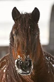 Images Dated 16th January 2011: Snow Nose