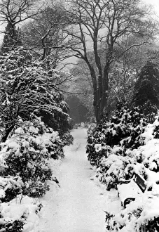 Track Prints: Snow Scene