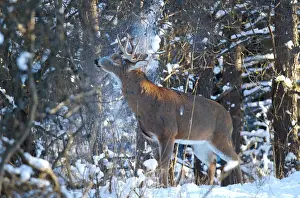 Shower Prints: Snow shower deer