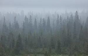 Blizzard Prints: Snow storm in the forests of Jasper National Park, Alberta, Canada