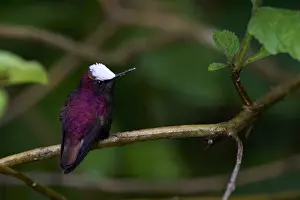 Snowcap Hummingbird