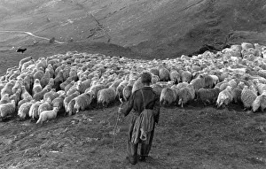 Farmer Prints: Snowdonia Sheep