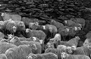 Snowdonia Sheep