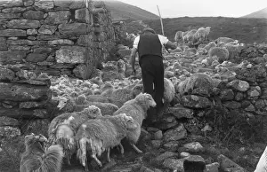 Wales Prints: Snowdonia Shepherd