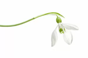 Images Dated 2nd March 2015: Snowdrop
