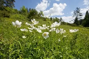 Snowdrop Anemones -Anemone sylvestris-, flowers, Thuringia, Germany