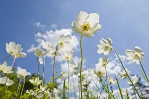 Snowdrop Anemones -Anemone sylvestris- flowers against a blue sky, Thuringia, Germany