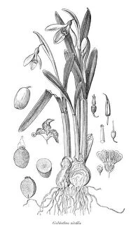Images Dated 11th August 2011: Snowdrop Galanthus nivalis plant illustration 1880