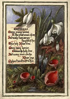 Snowdrops