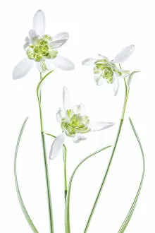 Images Dated 1st March 2016: Snowdrops