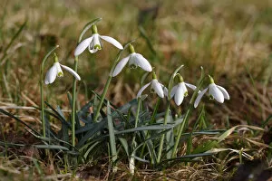 Images Dated 14th March 2012: Snowdrops -Galanthus nivalis-, Germany, Europe