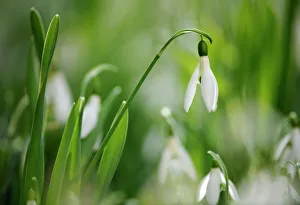 Spermatophyte Gallery: Snowdrops -Galanthus nivalis-, Stuttgart, Baden-Wuerttemberg, Germany, Europe, PublicGround
