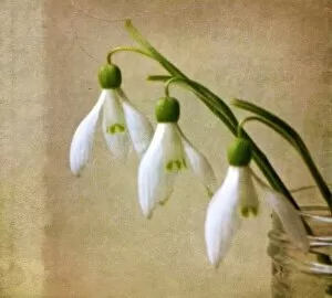 Images Dated 15th March 2011: Snowdrops Still Life