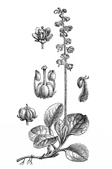Lesser Prints: Snowline wintergreen (Pyrola minor)