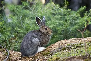Snowshoe hare