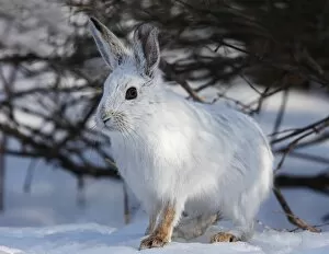 Images Dated 16th March 2011: Snowshoe Hare