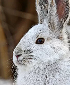 Nature wildlife/jim cumming photography/snowshoe hare