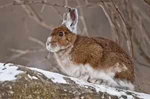 Images Dated 20th December 2010: Snowshoe Hare