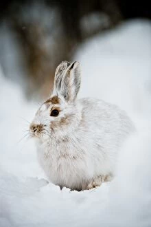 Images Dated 4th December 2013: Snowshoe Hare