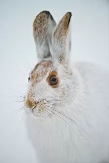 Images Dated 4th December 2013: Snowshoe Hare