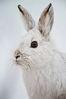 Images Dated 20th February 2014: Snowshoe Hare