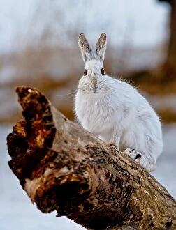 Images Dated 9th March 2014: Snowshoe Hare on log