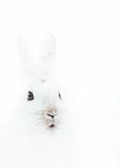 Images Dated 21st December 2013: Snowshoe hare portrait
