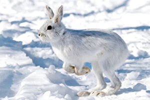 Images Dated 24th March 2014: Snowshoe hare portrait