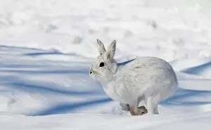 Images Dated 24th March 2014: Snowshoe Hare on the run
