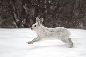 Images Dated 22nd March 2014: Snowshoe hare on the run