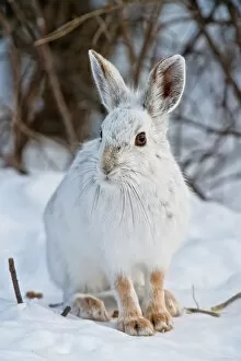 Images Dated 9th March 2014: Snowshoe Hare and in snow