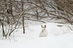 Images Dated 22nd March 2014: Snowshoe Hare in winter