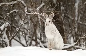 Images Dated 22nd March 2014: Snowshoe Hare in winter
