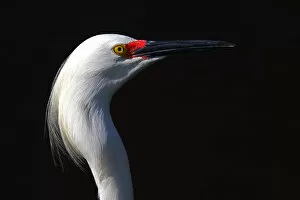 Images Dated 23rd February 2013: Snowy Egret close-up