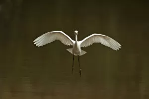 Images Dated 5th September 2013: Snowy egret landing on pond