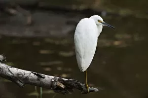 Snowy egret at pond