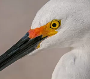 Images Dated 25th February 2014: Snowy Egret portrait